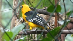 Icterus gularis