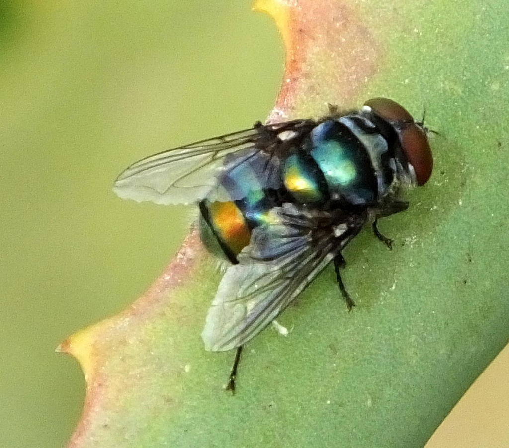 Copper-tailed Blowfly