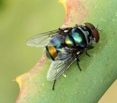 Chrysomya chloropyga