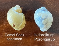 Leichhardtia sisurnius