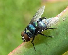 Chrysomya chloropyga