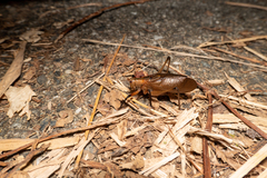 Hexacentrus fuscipes