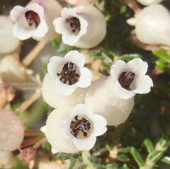 Erica glomiflora glomiflora