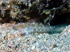 Vanneaugobius canariensis