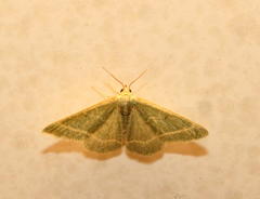 Microloxia ruficornis