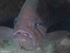 Epinephelus caninus