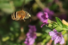 Amegilla flammeozonata