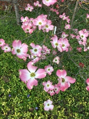 Cornus florida rubra