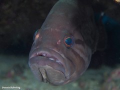 Epinephelus caninus