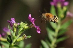 Amegilla flammeozonata