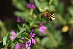 Amegilla flammeozonata