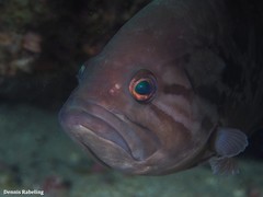 Epinephelus caninus