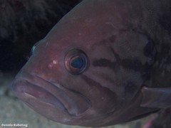 Epinephelus caninus