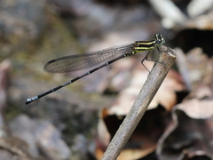 Argia concinna