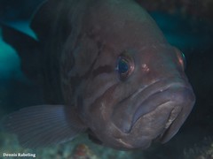 Epinephelus caninus