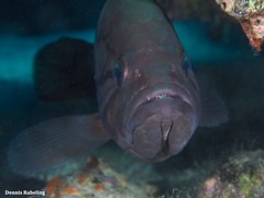 Epinephelus caninus