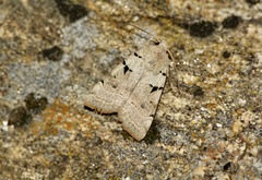 Eugnorisma arenoflavida