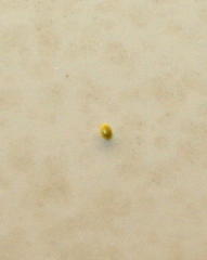 Microloxia ruficornis