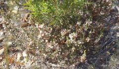 Erica glomiflora glomiflora