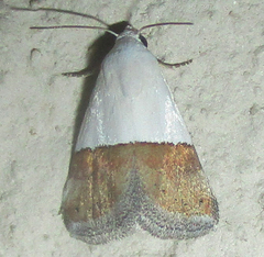 Odites natalensis