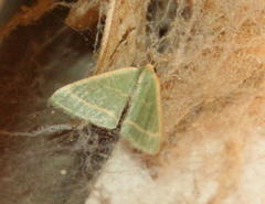 Microloxia ruficornis