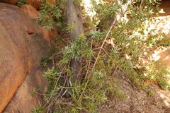 Podocarpus elongatus