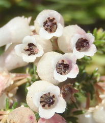 Erica glomiflora glomiflora