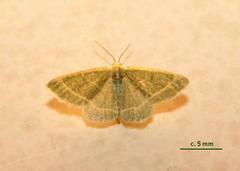 Microloxia ruficornis