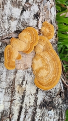 Trametes