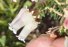 Erica glomiflora glomiflora