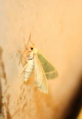 Microloxia ruficornis