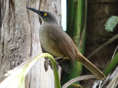 Cinclocerthia ruficauda