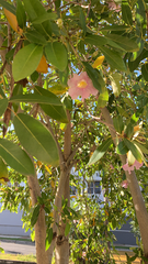 Tabebuia heterophylla