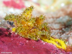Elysia manriquei