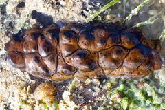 Stichopus