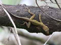 Anolis oculatus