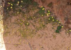 Pauridia gracilipes gracilipes