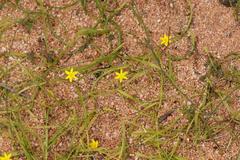 Pauridia gracilipes gracilipes