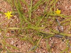 Pauridia gracilipes gracilipes