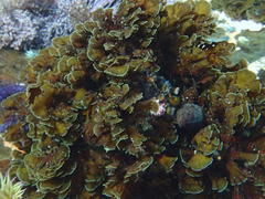 Exallosorus harveyanus