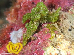 Elysia manriquei