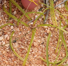 Pauridia gracilipes gracilipes