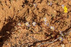 Felicia merxmuelleri