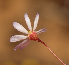 Felicia merxmuelleri