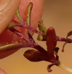 Felicia merxmuelleri