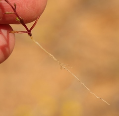 Felicia merxmuelleri