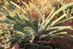 Gethyllis gregoriana