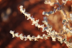 Sclerolaena cornishiana