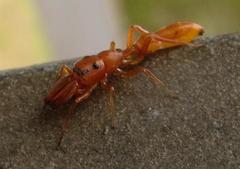 Myrmarachne ichneumon