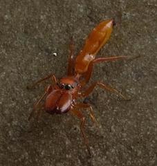 Myrmarachne ichneumon